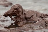 2011.8.18- oil spill_resize